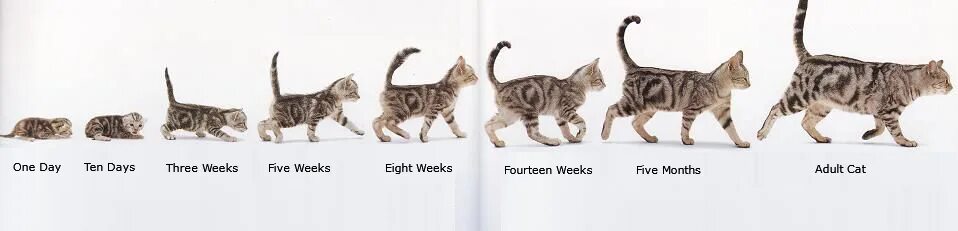 Во сколько месяцев кошки начинают. Котёнок в 2 месяца размер. Размер кота в 6 месяцев. Как понять сколько месяцев котенку. Как понять какой Возраст у котенка.