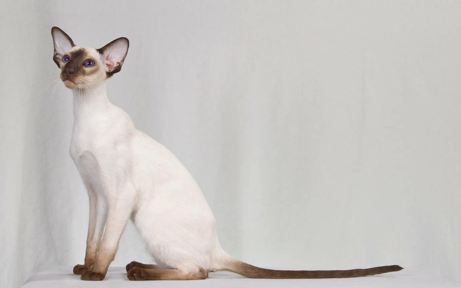Породы сиамского окраса. Балинезийская кошка короткошерстная. Сиамский кот Ориентал. Сиамская Ориентальная кошка. Сиам Ориентал кошки.