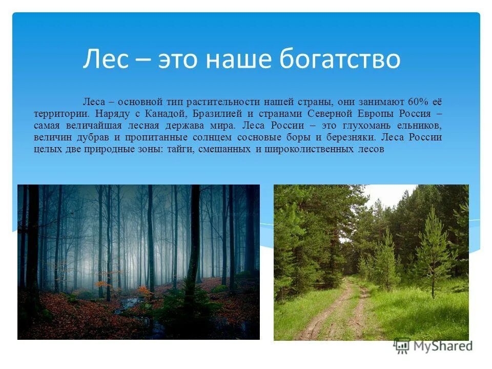 Самый большой текст леса. Рассказ о лесе. Лес для презентации. Презентация на тему лес. Лес проект.