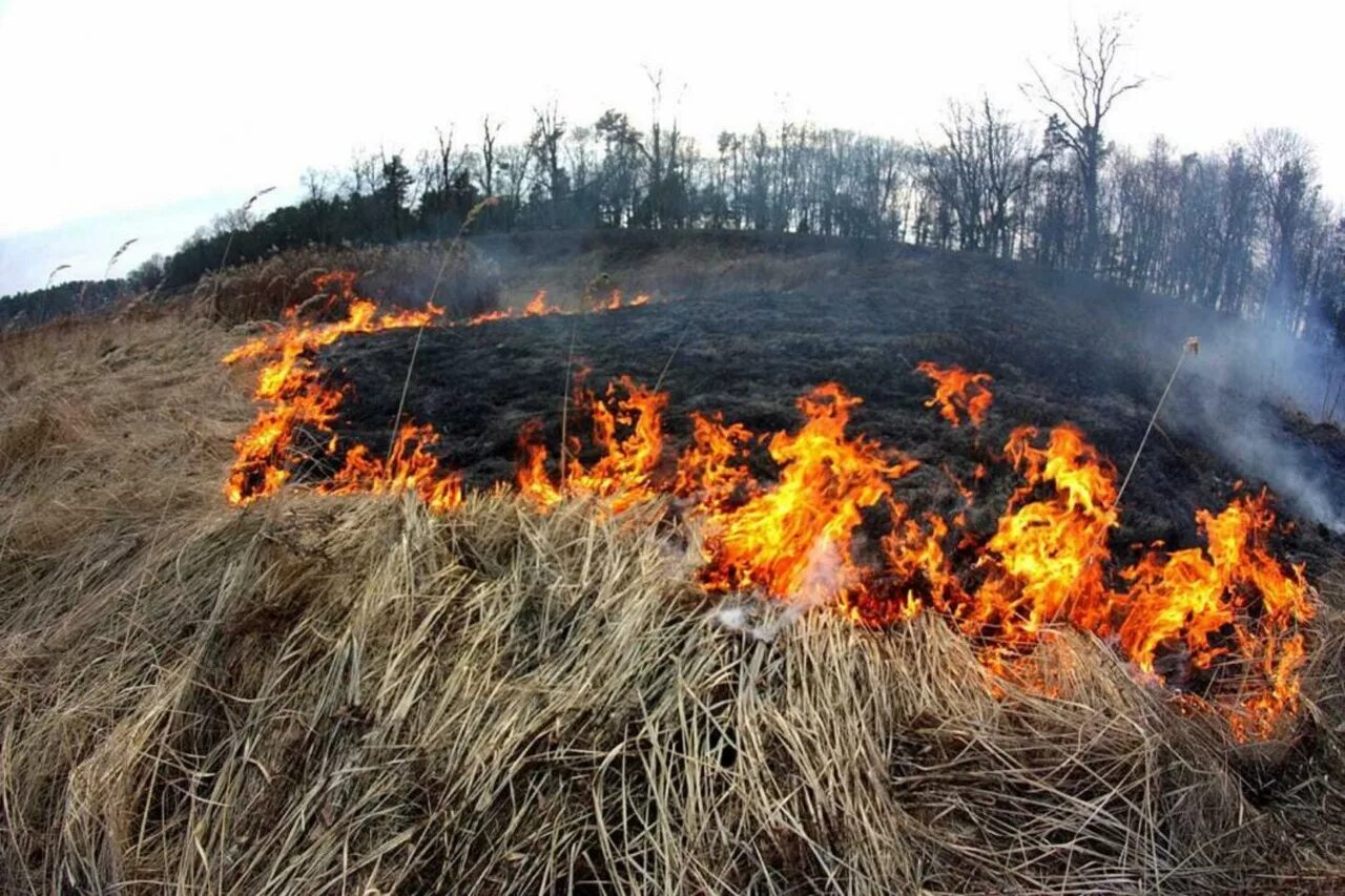 Пожар в лесу. Пожароопасный период в лесу. Весенние палы.