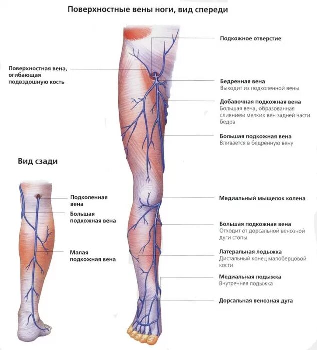 Варикоз тянет ноги. Варикозное расширение ве. Синдромы варикозной болезни вен нижней конечности. Варикозное расширение воз. Хроническая венозная недостаточность (хвн).