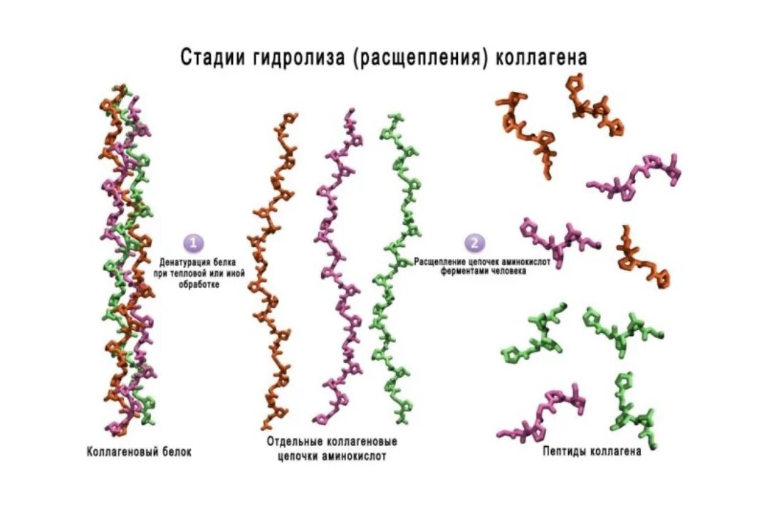 Нарушение коллагена. Коллаген 3 типа биохимия. Первичная структура коллагена биохимия. Расщепление коллагена. Типы коллагена.