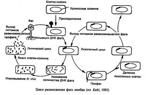 Литический цикл бактериофага