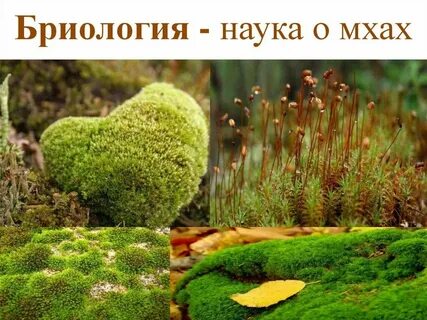 Изучение мхов наука