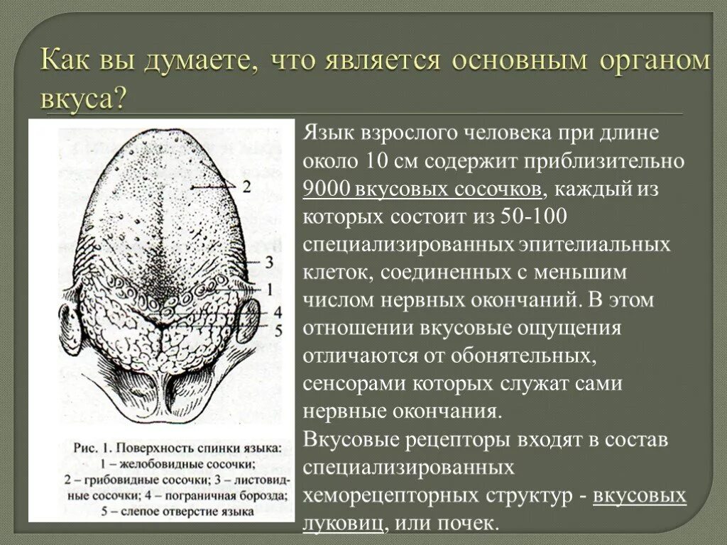 Что является главным в языке