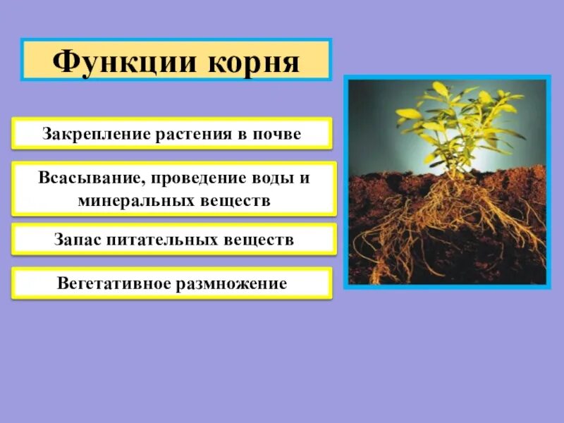 Какое значение отложение органических веществ в запас. Назовите функции корня. Корень выполняет функцию. Функции корневища.