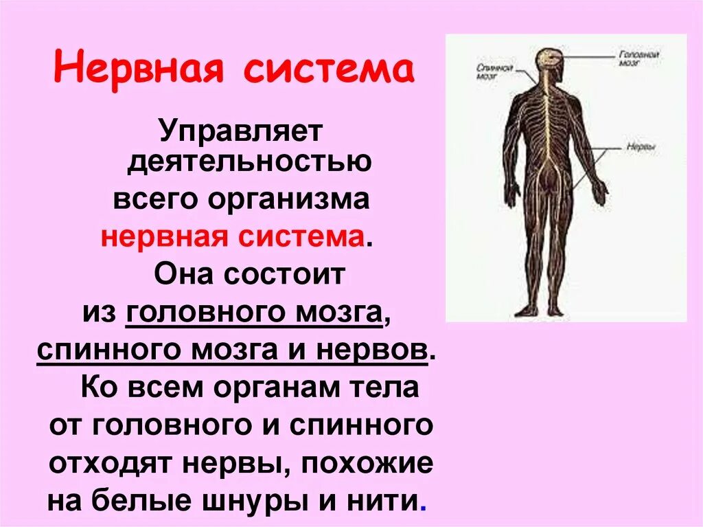 Нервная система человека состоит из окруж мир 3 КЛД. Система органов человека 3 класс нервная система. Нервная система органов человека 3 кл окружающий мир. Нервная система человека состоит 3 класс окружающий мир.