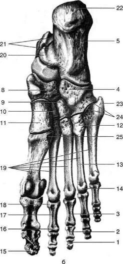 5 фаланга стопы. Кубовидная кость стопы анатомия. Таранная кость предплюсны. Таранная кость блок. Кости проксимального ряда предплюсны.