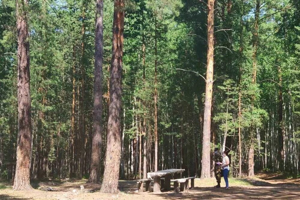 Медведь в тюменском лесу. Гилёвская роща лесопарк. Тюменский лес. Место в лесу тюмень. Пруд лесной тюмень.