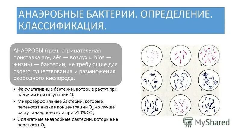 бактерии анаэробные и аэробные для септика. классификация аэробов и анаэробов. анаэробный тип питания. анаэробные микроорганизмы. аэробные бактерии.