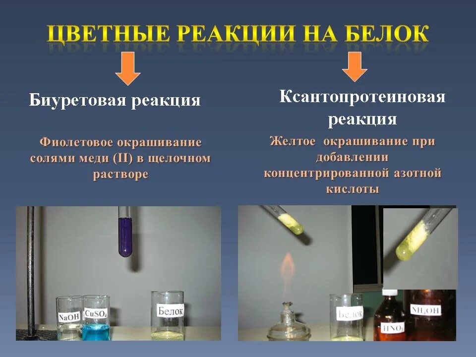 Ксантопротеиновая реакция ксантопротеиновая реакция. Цветные реакции на белки биуретовая реакция. Цветные реакции белков биуретовая реакция. Цветные реакции на аминокислоты.