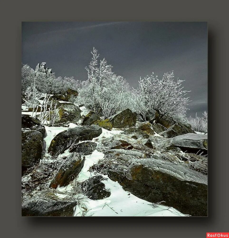 Куржак. Куржак в сибири. куржак фото. природа сегодня.