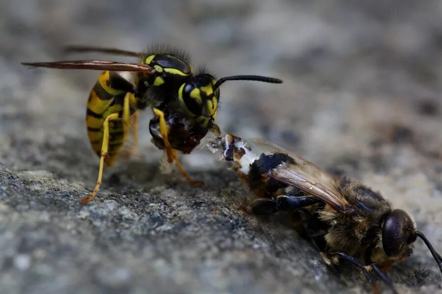 Оса начала. Пчела и оса. перепончатокрылые жалящие насекомые. пчела vs оса. wasp vs bee.