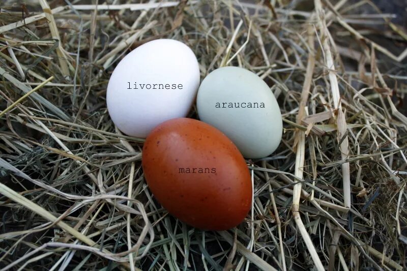 Яйцо доминанты купить. Куры Араукана яйца. Араукана белая. Араукана цвет яйца. Амераукана куры цвет яйца.