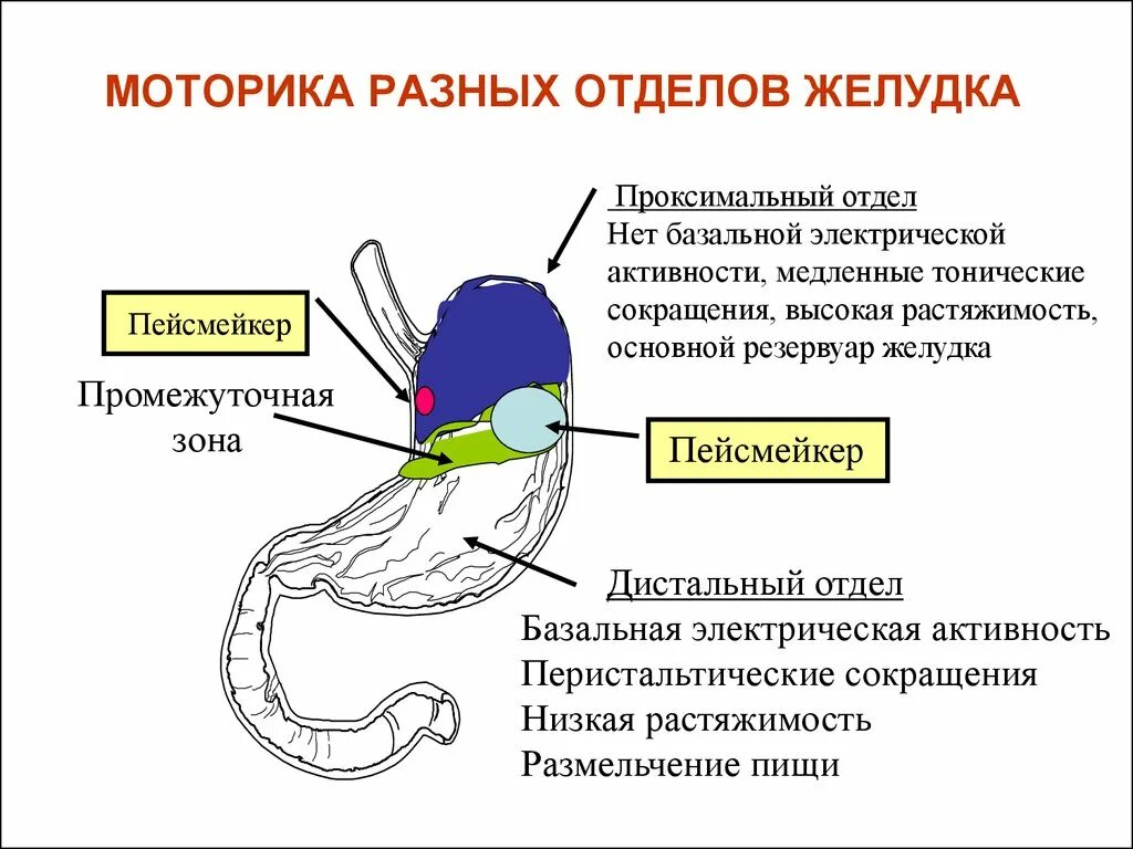 Моторика желудка и кишечника. Моторная функция пищеварительного тракта физиология. Моторная функция различных отделов пищеварительного тракта. Отделы желудка функции отделов. Моторная функция желудка антиперистальтика.