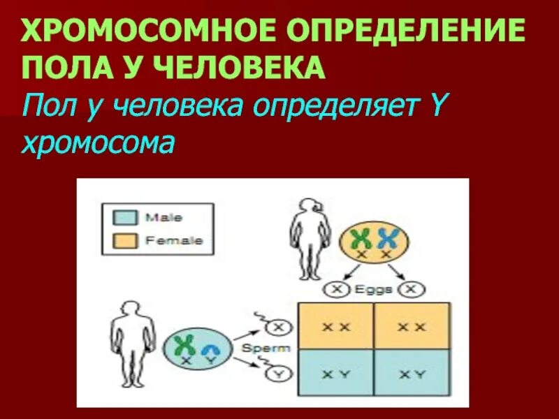 Что определяет пол человека. Хромосомный механизм определения пола у человека. Что такое пол человека определение. Хромосомное определение пола у человека схема. Наследование пола у человека.