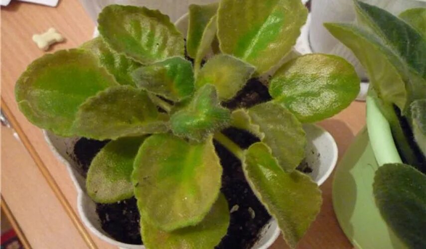 Скручиваются листья у фиалки. Полоски на листьях фиалки. Почему у фиалки стали. Почему у фиалки стали. Хлороз листьев фиалки.