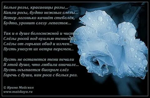 Алые розы стихи