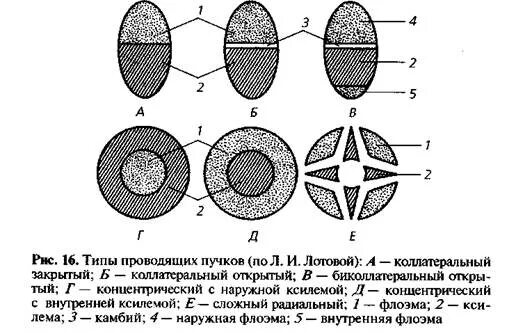 Проводящий пучок однодольного растения. Типы проводящих Пучков растений коллатеральный. Схемы строения проводящих Пучков. Различные типы сосудисто-волокнистых Пучков. Строение проводящих Пучков.