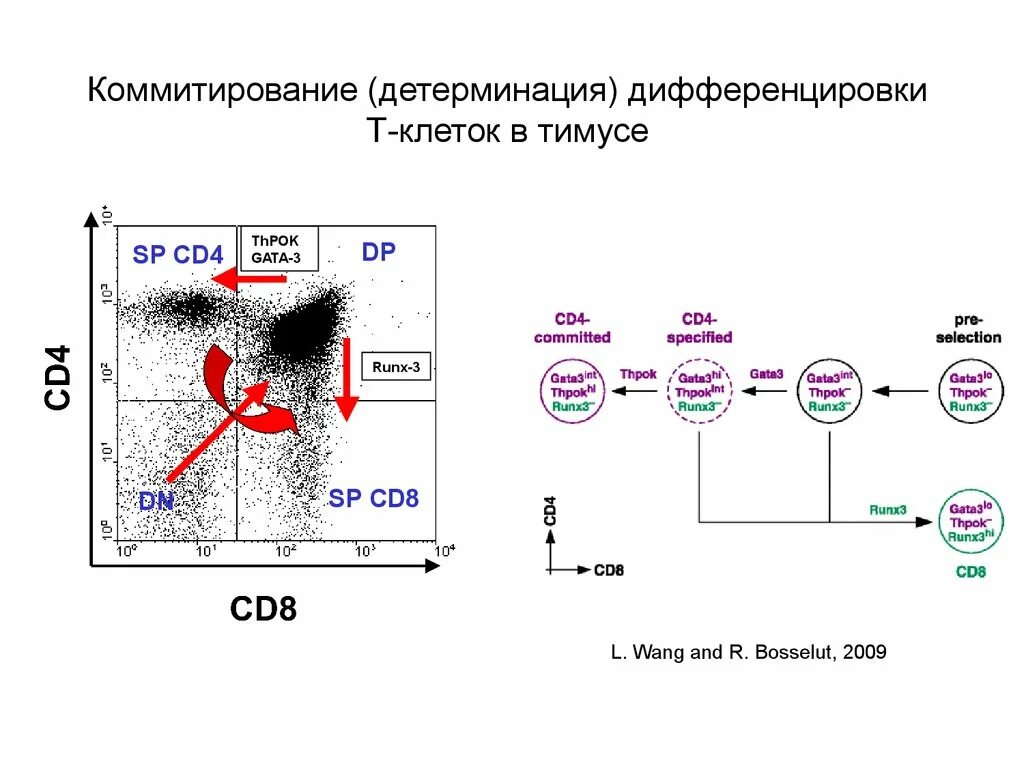 Сд лимфоциты. Cd4 и cd8 лимфоциты. Cd8+ лимфоциты. Лимфоцитов сd8 и cd4. Cd8 t клетки иммунология.