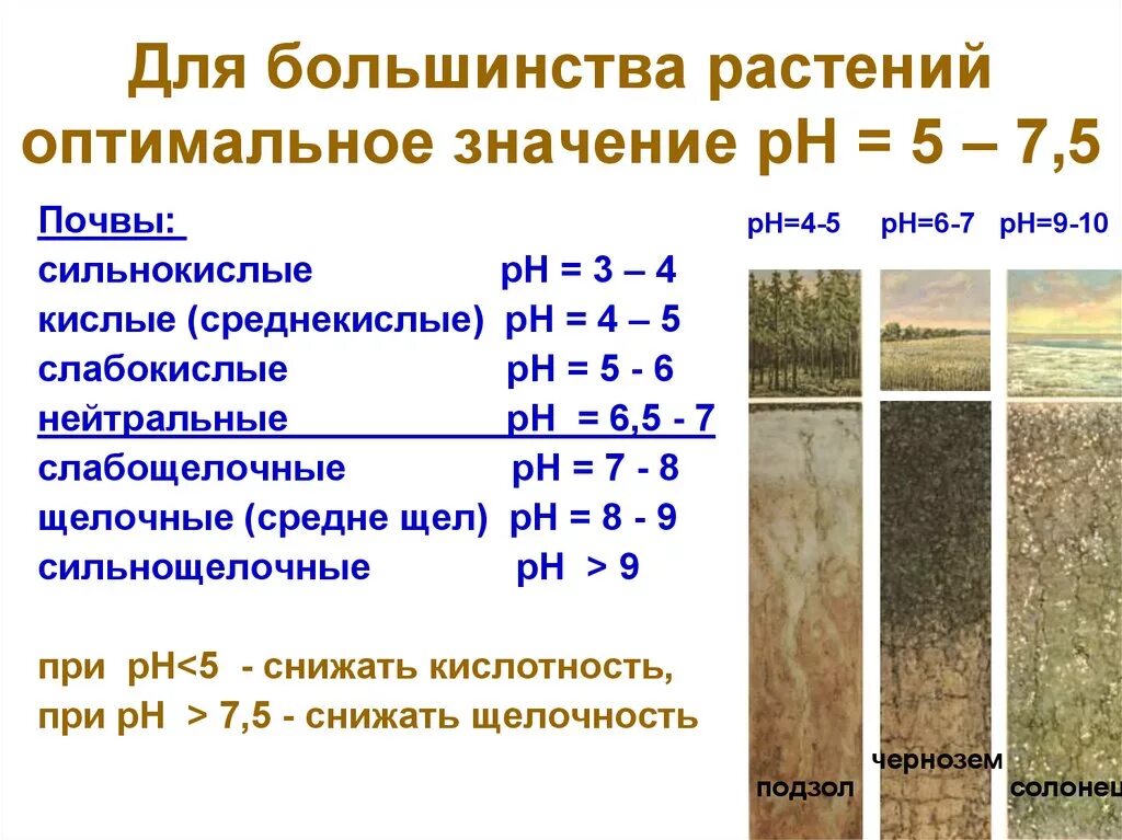 Реакция почвенного раствора. Кислотность почвы 5,5-7. Шкала кислотности PH почвы. Кислотность почвы 5,5-6,2.?. РН кислотность почвы.