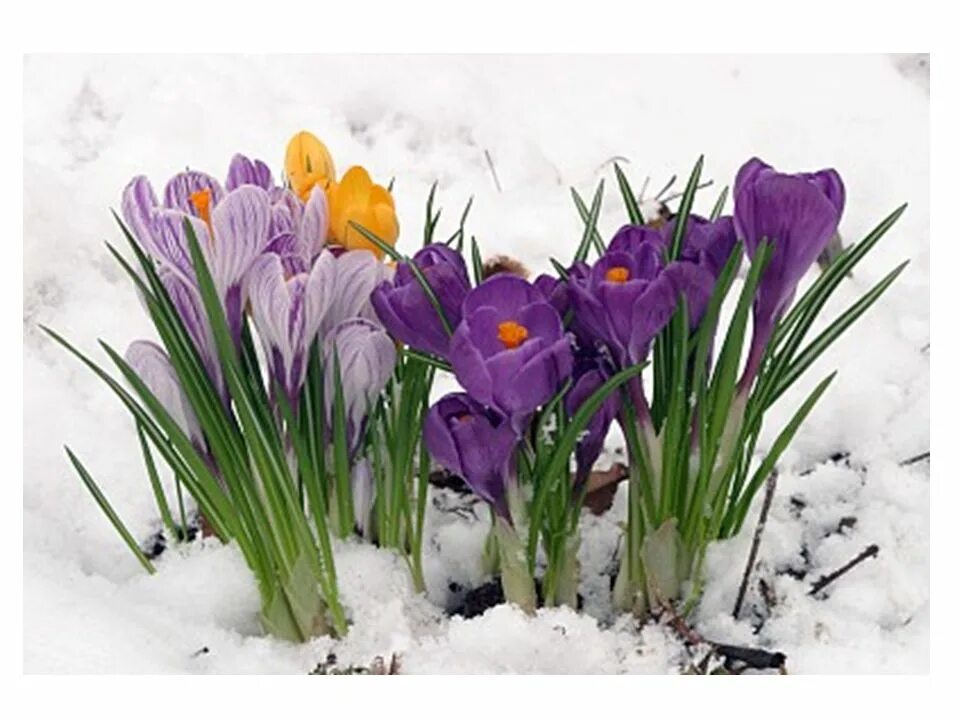 весенние натюрморты валентины корибут. красивые весенние открытки. доброе утро первые цветы. доброе утро первые цветы. крокус striped beauty.