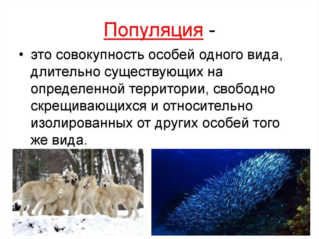 Популяция это. Популяция это в биологии. Популяция презентация. Биологическая популяция. Совокупность видов растений и животных длительное время