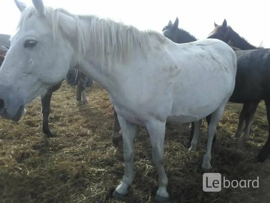 Омск лошади. Лошади омск. Орловский рысак вниик. Омское коневодство. Омский конный завод.
