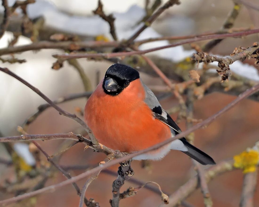 Желтогрудый снегирь. Снегирь осенью. Снегири (род птиц). Снегирь летом. Снегирь забайкалья.