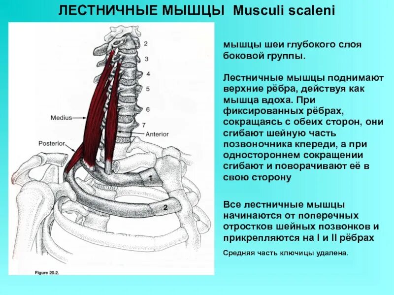 Лестничные мышцы анатомия. Лестничные мышцы вид сбоку. Лестничная мышца мышца функции. Лестничные мышцы прикрепление.