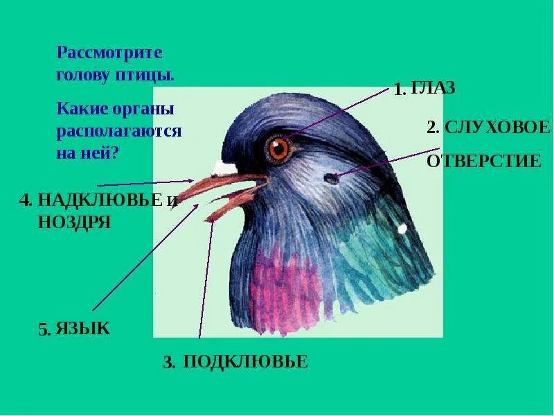 Строение птицы. Слуховое отверстие у птиц. Наружное строение птицы. Внешнее строение птиц.