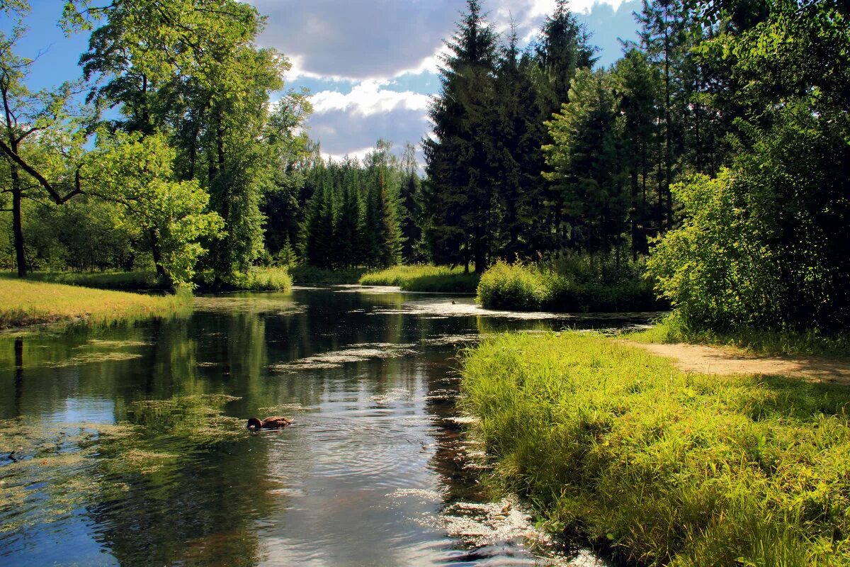 Картинки природы река. Летний пейзаж. Река в лесу. Речной пейзаж. Пейзаж лето.