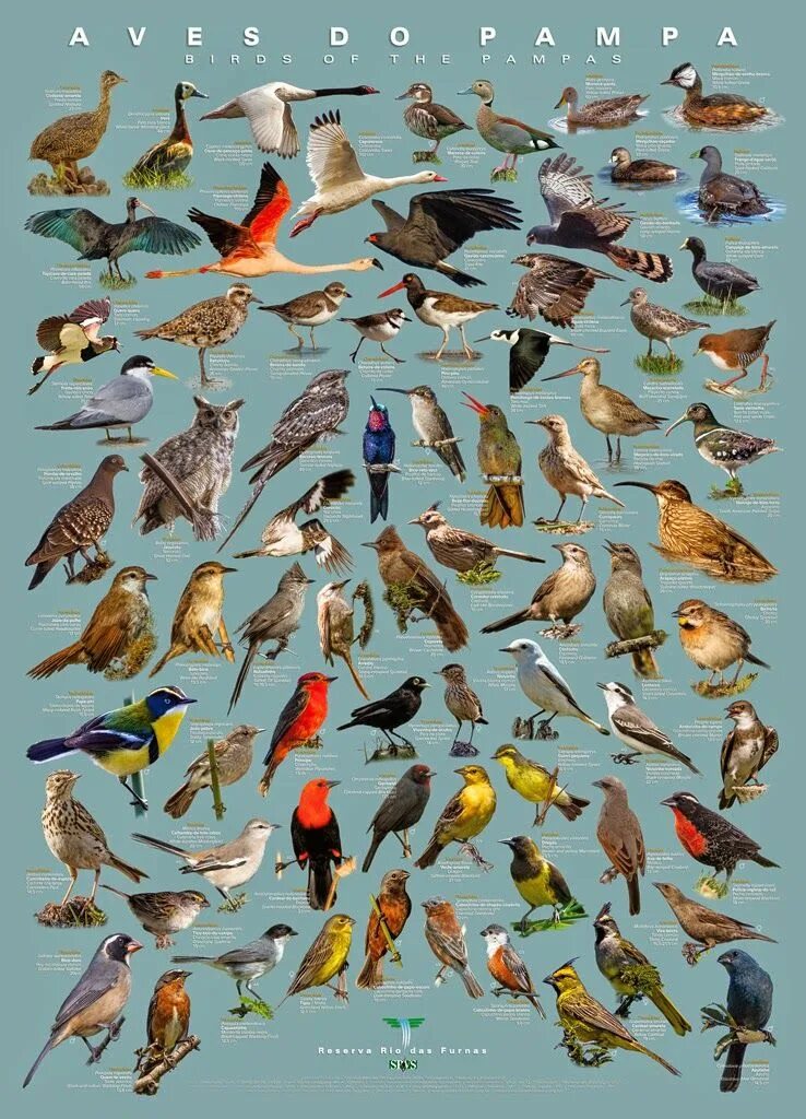Птицы средней полосы. Разновидности диких птиц. Дикие птицы средней полосы России. Птички всех видов.