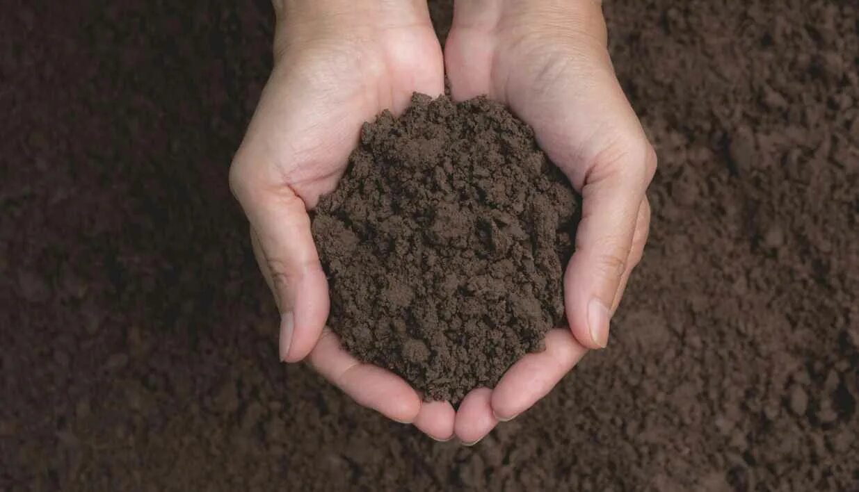 Земля это какой грунт. Почва в руках. Горсть земли в руках. Грунт в ладонях. Почва в ладонях.