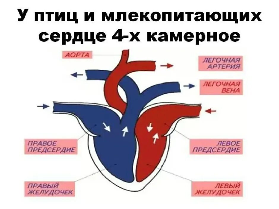 Схема строения сердца млекопитающих. Строение сердца птиц и млекопитающих. Строение сердца схема четырехкамерное. Строение 4 камерного сердца. Сердце млекопитающих состоит из двух