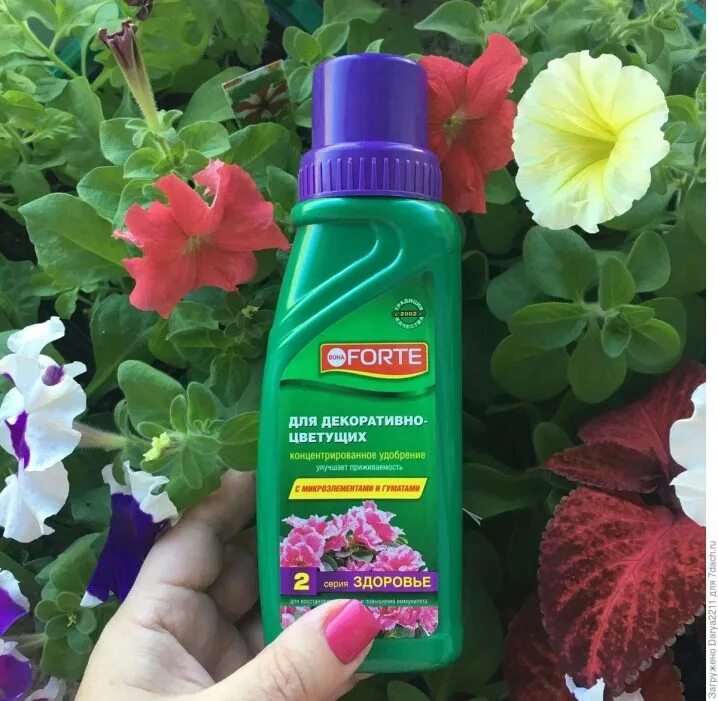 Удобрения для сенполий. Удобрение для фиалок для цветения. Фиалка узамбарская подкормка. Удобрение для цветов. Бона форте для цветение.