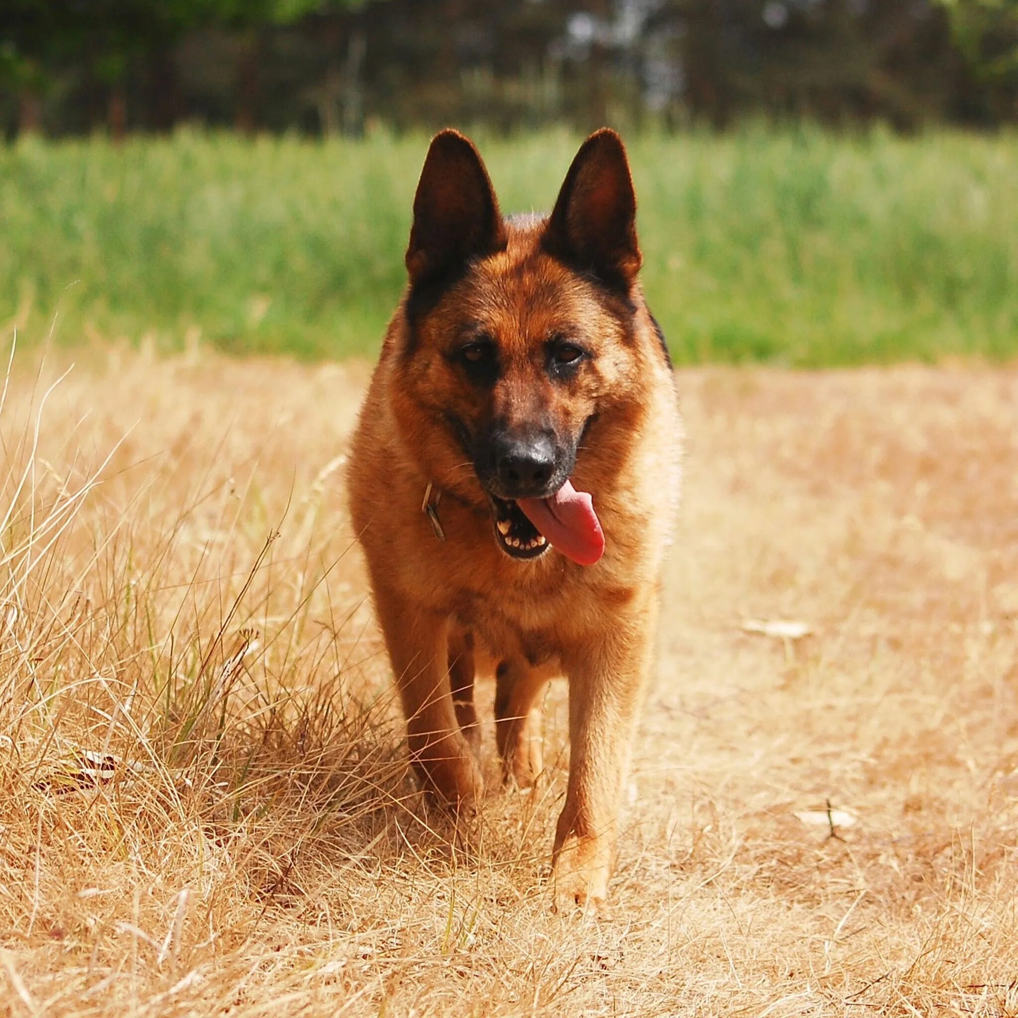 Сонник собака без. Собака овчарка сонник. Сонник овчарка немецкая. German Shepherd at Home. Щенок овчарки сонник.