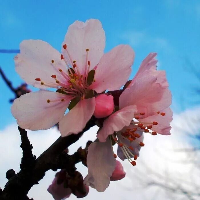 Миндаль простой. Миндаль обыкновенный дерево. Prunus Dulcis. Миндаль комнатный. Миндаль бумажноскорлупный цветет.