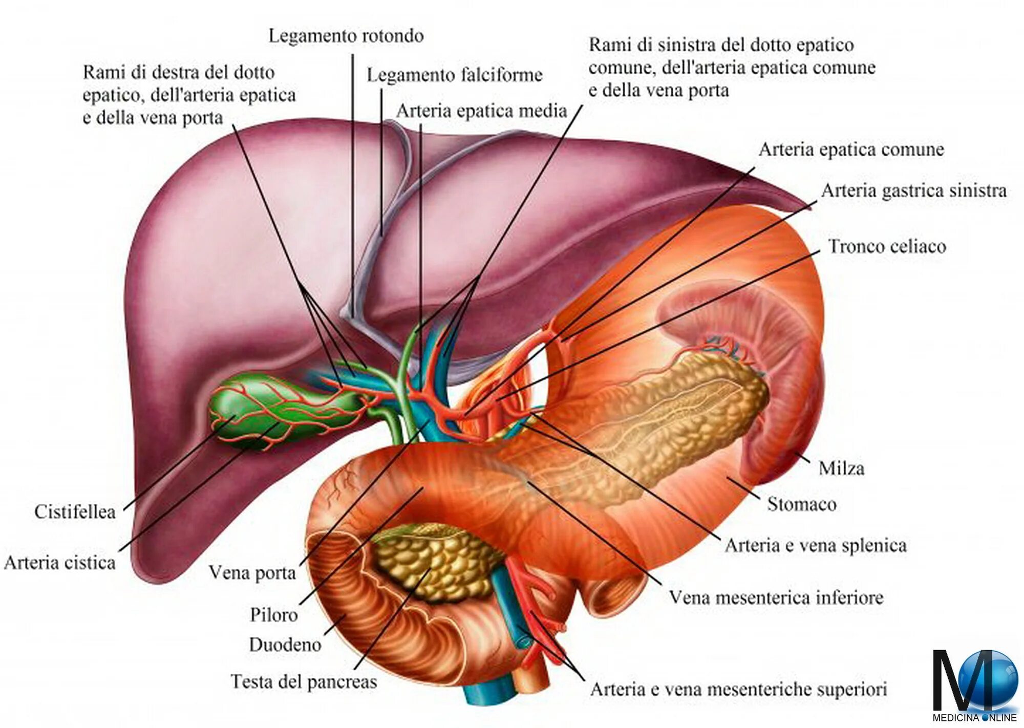 В какой части печень. Печень селезенка поджелудочная анатомия. Анатомия селезенки висцеральная поверхность. Желчный пузырь анатомия. Селезенка анатомия топография.
