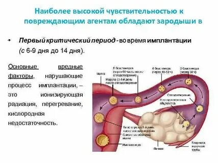 Через сколько становится незаразным