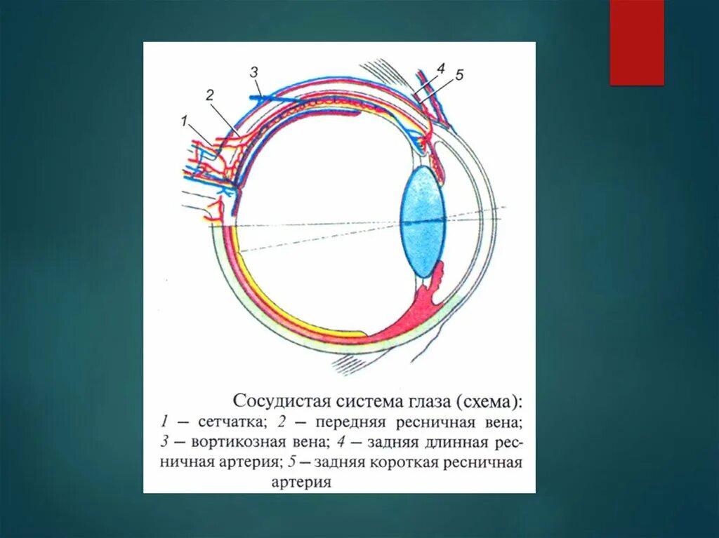 Сосудистые пучки это. Сосудистая оболочка глаза. Собственная сосудистая оболочка глаза. Аномалии сосудистой оболочки глаза.