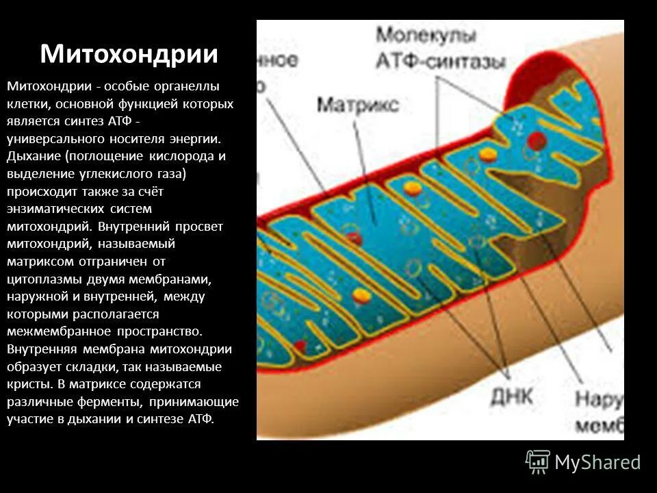 Функция митохондрии является