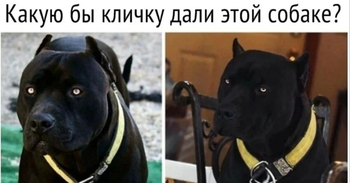 Какую кличку дали. Какую кличку дали