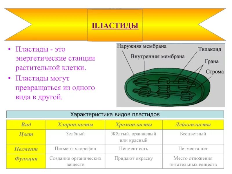 Хлоропласт можно узнать по наличию в нем