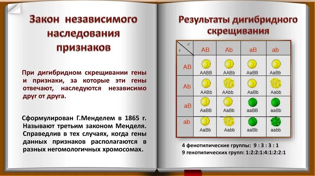 Расщепление по генотипу при дигибридном. Закономерности наследования признаков дигибридное скрещивание. Дигибридное скрещивание независимое наследование. Тип наследования по результатам дигибридного скрещивания. Наследование признаков в дигибридном скрещиваниях.