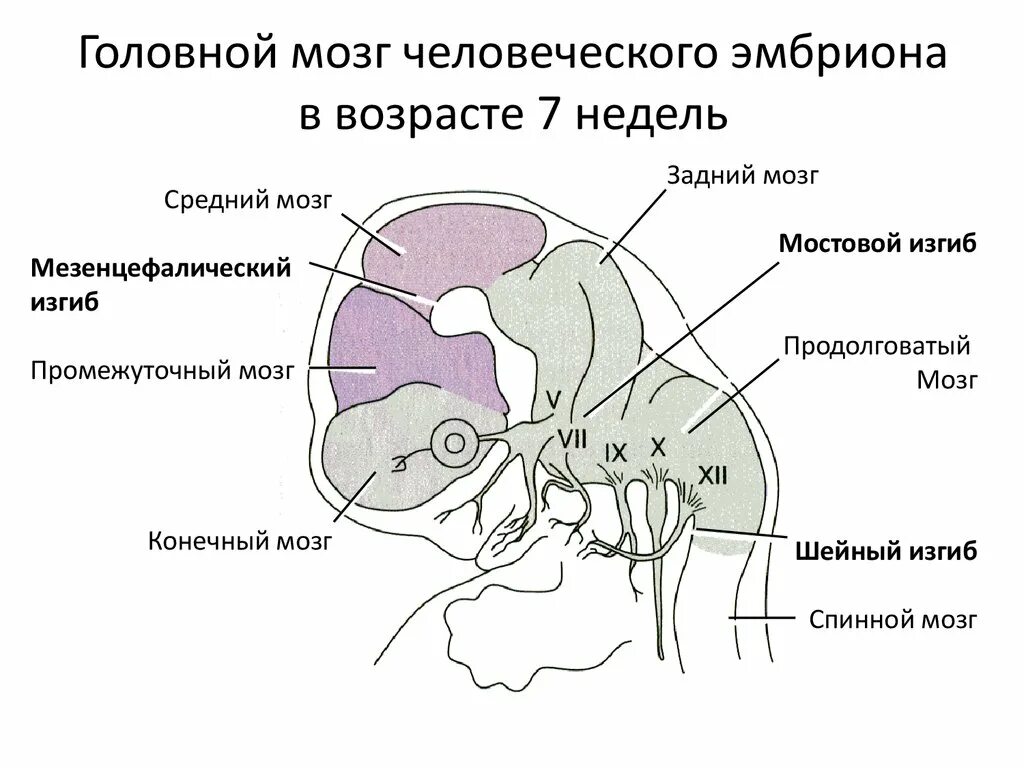 Схема развития головного мозга человека фронтальный разрез. Развитие головного мозга эмбриона человека. Внутриутробное формирование мозга.