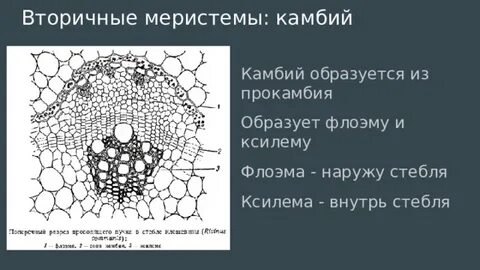 Перицикл меристема