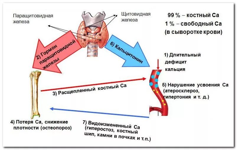 Изменения кальция в крови