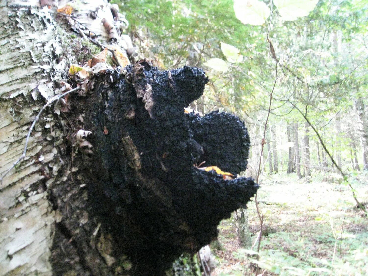 чага (березовый гриб). чагия. целебное свойство гриба чага. гриб чага. гриб чага на березе.