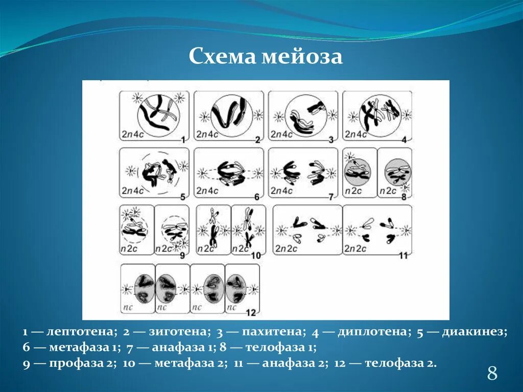 Лептотена. Мейоз лептотена зиготена пахитена диплотена диакинез. Мейоз лептотена зиготена пахитена диплотена диакинез таблица. Диакинез 2)  пахитена 3)  лептотена 4)  диплотена 5)  зиготена. Профаза 1 мейоза лептотена зиготена пахитена.